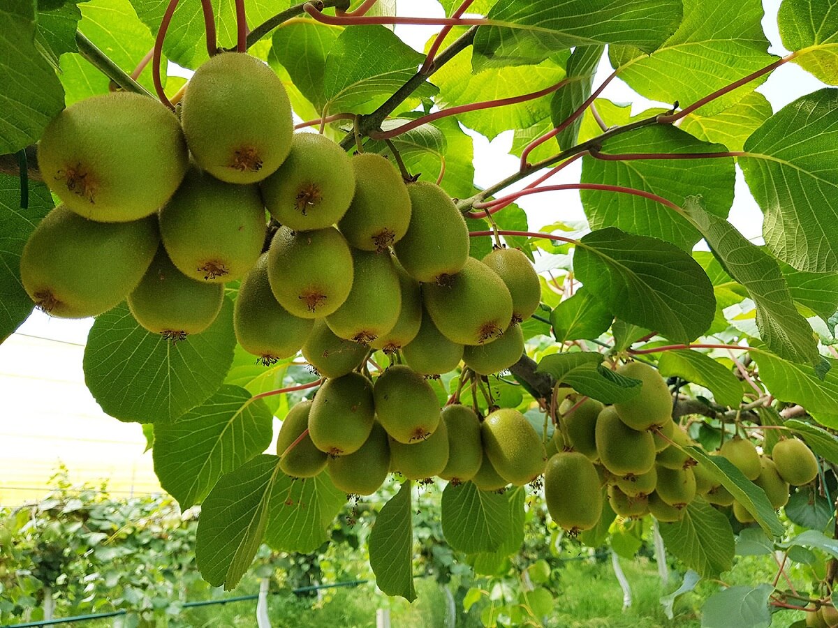 Kiwi Farming:  ઓછા સમયમાં માલામાલ બનાવી દેશે કિવીની ખેતી, 2 એકરમાં ખેતીથી થશે 12 લાખ સુધીની આવક