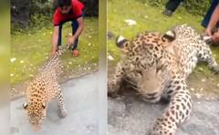 Watch: ਮਾਸੂਮ ਜਾਨਵਰ ਨੂੰ ਬੇਰਹਿਮੀ ਨਾਲ ਤੰਗ ਕਰਦੇ ਨਜ਼ਰ ਆਏ ਲੋਕ, IAS ਨੇ ਵੀਡੀਓ ਸ਼ੇਅਰ ਕਰਕੇ ਲਿਖੀ ਅਜਿਹੀ ਗੱਲ