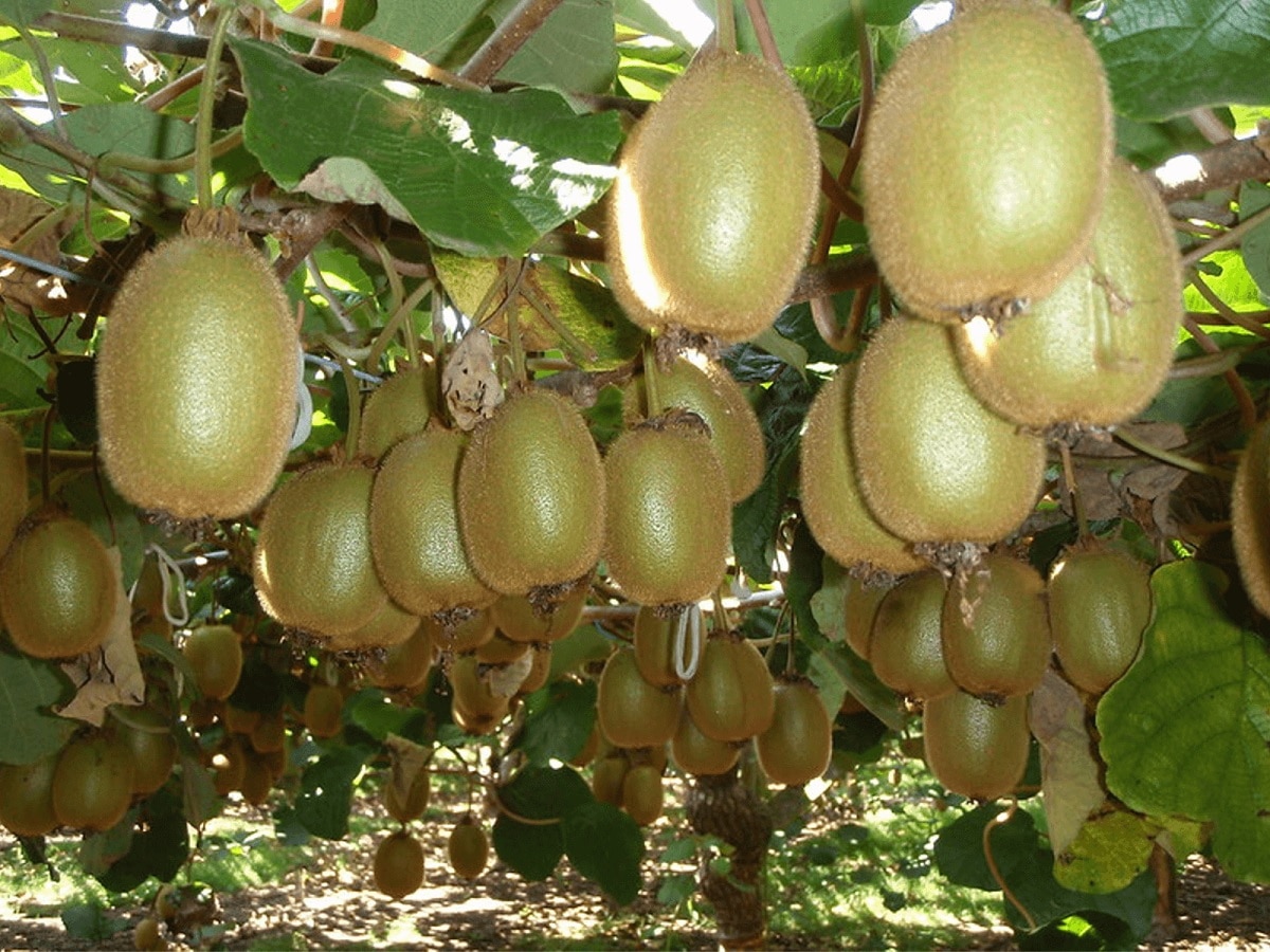 Kiwi Farming:  ઓછા સમયમાં માલામાલ બનાવી દેશે કિવીની ખેતી, 2 એકરમાં ખેતીથી થશે 12 લાખ સુધીની આવક