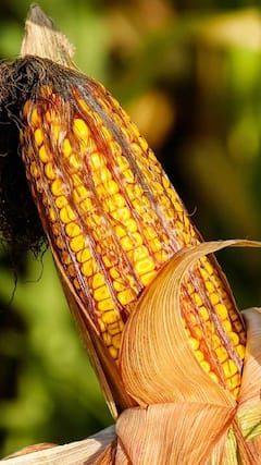 Corn benefits : पावसाळ्यात मका खाताय? जाणून घ्या आश्चर्यकारक फायदे