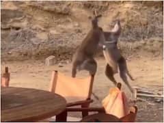 कंगारुओं ने दबोचा एक दूसरे का गला, देखते ही देखते शुरू हो गया 'दंगल'