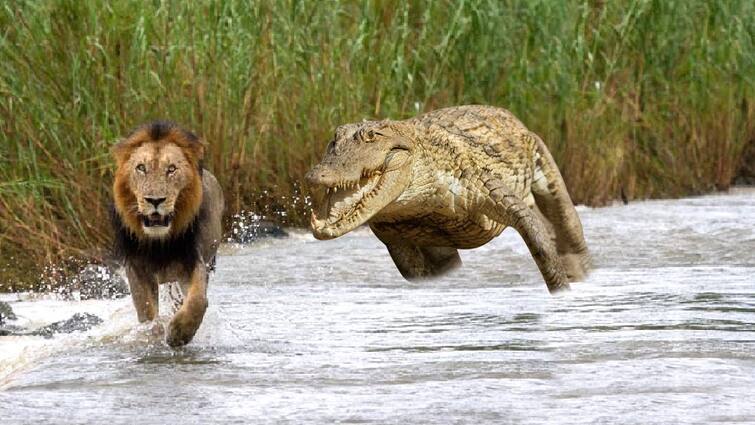 Viral Video: Lioness Enters River to Drink Water, Gets Brutally Attacked By Crocodile. Watch ਨਦੀ 'ਚ ਪਾਣੀ ਪੀ ਰਹੀ ਸੀ ਸ਼ੇਰਨੀ, ਪਿੱਛਿਓਂ ਆਏ ਖ਼ਤਰਨਾਕ ਮਗਰਮੱਛ ਨੇ ਕਰ ਦਿੱਤਾ ਹਮਲਾ; ਕੀ ਬੱਚ ਗਈ ਜਾਨ!