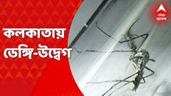 Kolkata: ডেঙ্গি নিয়ে বাড়ছে উদ্বেগ, কড়া পদক্ষেপ পুরসভার। Bangla News