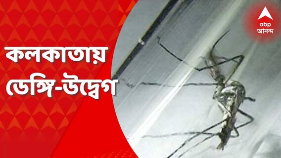 Kolkata: ডেঙ্গি নিয়ে বাড়ছে উদ্বেগ, কড়া পদক্ষেপ পুরসভার। Bangla News