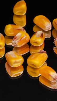 Corn benefits : पावसाळ्यात मका खाताय? जाणून घ्या आश्चर्यकारक फायदे