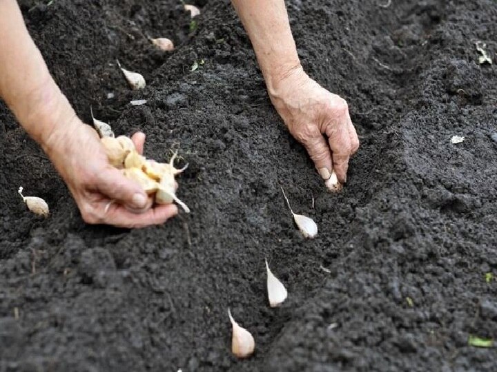 Garlic Farming: ये खेती करके 6 महीने में कमा सकते हैं 10 लाख तक का मुनाफा, इन बातों का रखें खास ख्याल