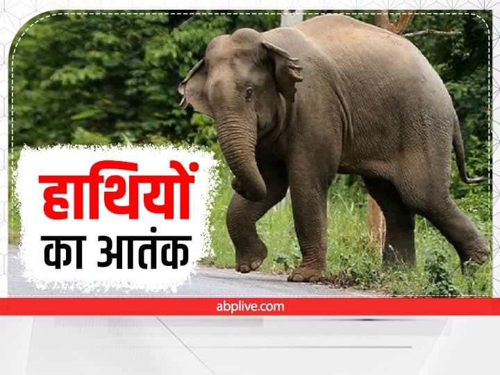 Jharkhand childrens are unable to go school due to the fear of elephants in East Singhbhum Elephant Terror: Jharkhand के इस जिले में जंगली हाथियों के खौफ से स्कूल नहीं जा पा रहे हैं बच्चे, परेशान हैं ग्रामीण