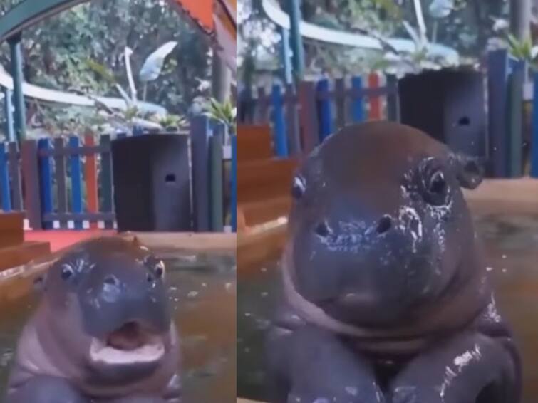 Hippopotamus swimming in pool video goes viral Watch Video: யானைக் குட்டிகளுக்குப் போட்டியாக லைக்ஸ் அள்ளும் க்யூட்டான  நீர் யானைக்குட்டி.. வைரல் வீடியோ