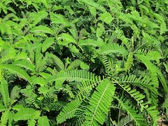 फसल में यूरिया की जरूरत ही नहीं पडेगी, खेतों में उगाकर वहीं मिला सकते हैं ये वाली खाद