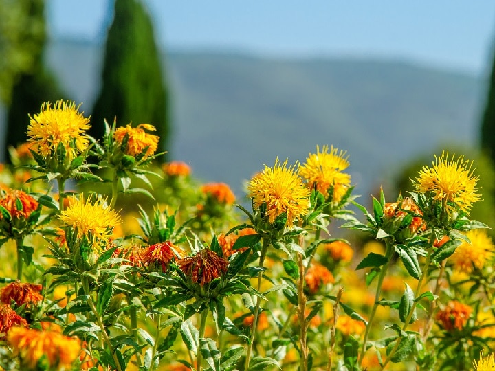 Floriculture: बीज, छिल्का, पत्ती, पंखुड़ियां, दोगुना दाम पर बिकेगी हर चीज, इस खास तरीके से करें कुसुम की खेती