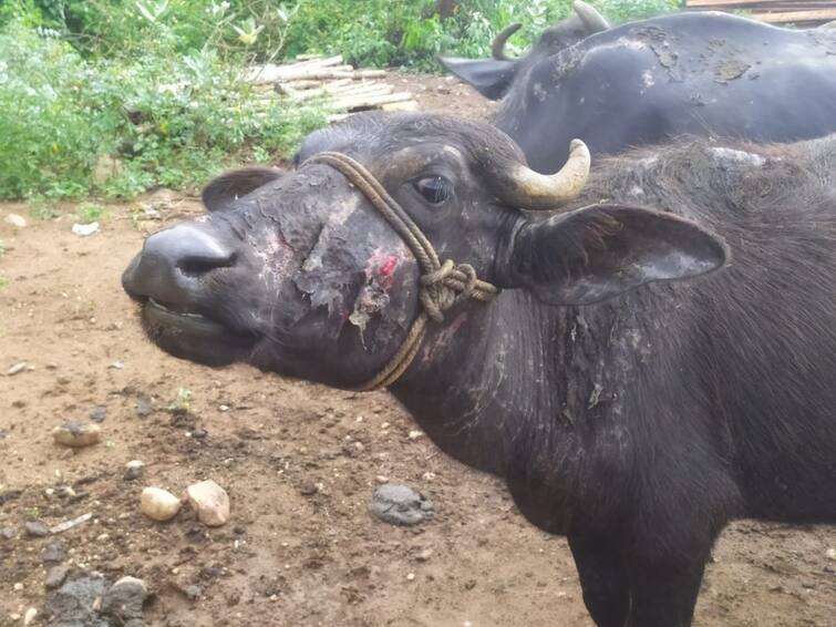 Acid attack on buffaloes and cows near Coimbatore TNN எருமை, பசு மாடுகள் மீது ஆசிட் வீசிய கொடூர சம்பவம் -  மேட்டுப்பாளையம்  அருகே அதிர்ச்சி