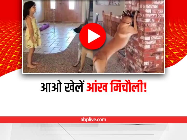 Pet Dog playing Hide & Seek with little girl amazed internet interesting viral video on social media Watch: कुत्ते के साथ 