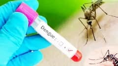 Dengue Malaria: বর্ষায় বাড়ছে মশার আতঙ্ক, চোখ রাঙাচ্ছে ডেঙ্গি, ম্যালেরিয়া! কী করবেন, কী করবেন না?