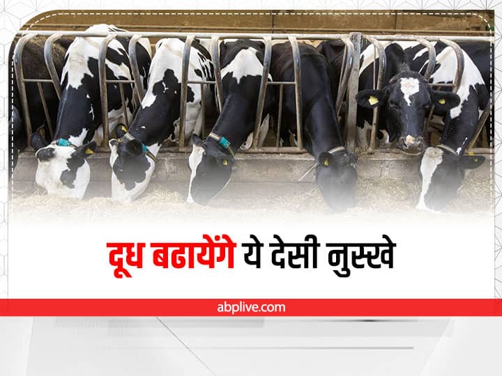 Home remedies to increase & Improve milk production from dairy animals this way Dairy Farming Tips: दुधारू पशुओं का दूध बढ़ाने के लिए ये हैं घरेलू नुस्खे, कम लागत में मिलेगा ज्यादा फायदा