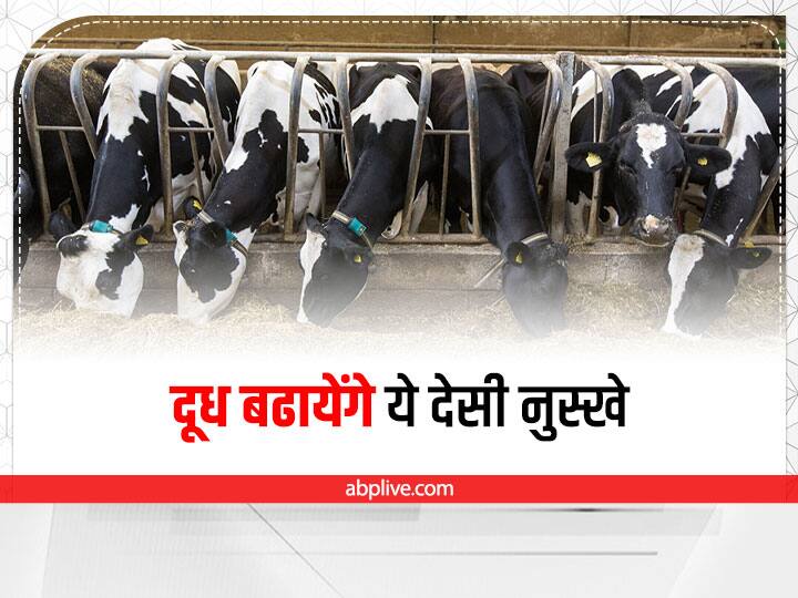 Dairy Farming Tips: दुधारू पशुओं का दूध बढ़ाने के लिए ये हैं घरेलू नुस्खे, कम लागत में मिलेगा ज्यादा फायदा Home remedies to increase & Improve milk production from dairy animals this way Dairy Farming Tips: दुधारू पशुओं का दूध बढ़ाने के लिए ये हैं घरेलू नुस्खे, कम लागत में मिलेगा ज्यादा फायदा