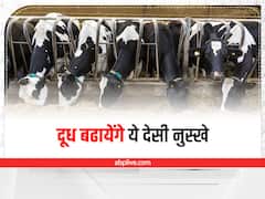 दुधारू पशुओं का दूध बढ़ाने के लिए ये हैं घरेलू नुस्खे, कम लागत में मिलेगा ज्यादा फायदा