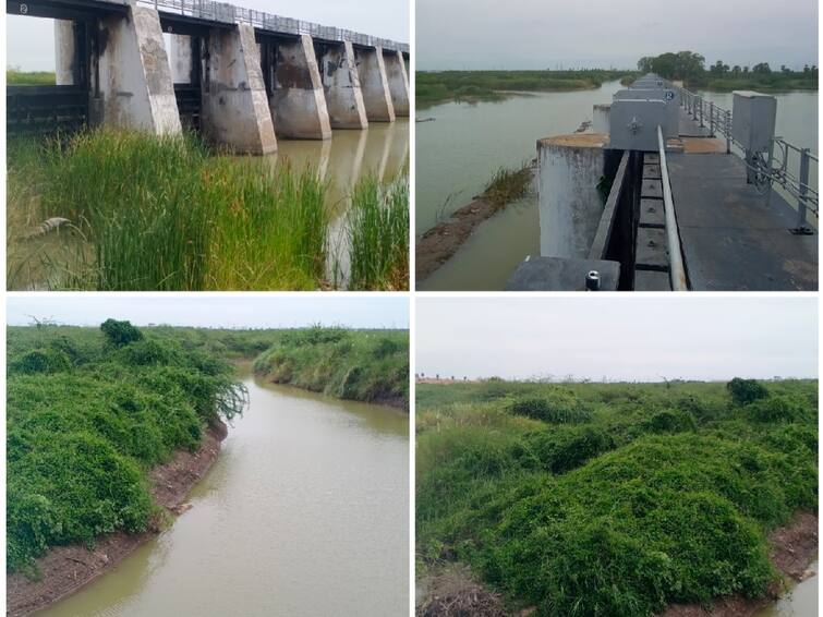 As the earthen mounds in Korampallam pond have not been removed, water cannot be stored தூத்துக்குடி: கோரம்பள்ளம் குளம்....வீணாக கடலுக்கு செல்லும் தண்ணீர்....விவசாயிகள் வைத்த கோரிக்கை