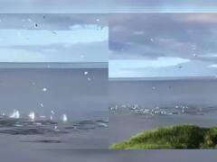 Viral Video: ਅਸਮਾਨ ਤੋਂ ਨਦੀ 'ਚ ਹੋਣ ਲੱਗੀ ਪੰਛੀਆਂ ਦੀ ਬਰਸਾਤ, ਹੈਰਾਨੀਜਨਕ ਹੈ ਇਹ ਨਜ਼ਾਰਾ!