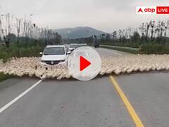 कुछ ही पलों में सैकड़ों बत्तखों से घिर गई कार, देखते ही देखते सड़क पर लगा गया जाम