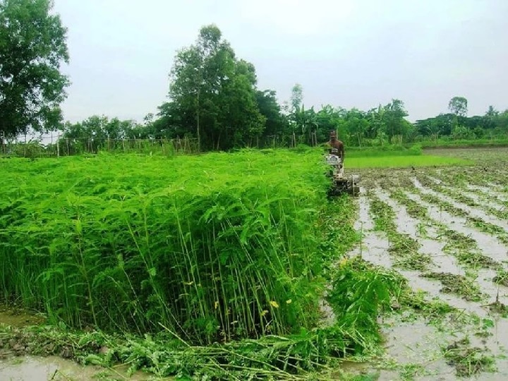Dhaincha Farming: फसल में यूरिया की जरूरत ही नहीं पडेगी, खेतों में उगाकर वहीं मिला सकते हैं ये वाली खाद