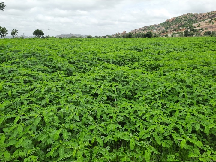 Dhaincha Farming: फसल में यूरिया की जरूरत ही नहीं पडेगी, खेतों में उगाकर वहीं मिला सकते हैं ये वाली खाद