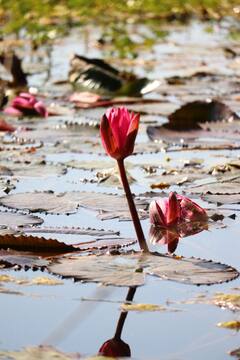Lotus Valley: मध्य प्रदेश की लोटस वैली नहीं देखी तो क्या देखा, एक यादगार ट्रिप के लिए परफेक्ट जगह