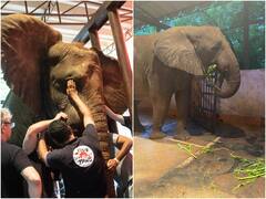 पाकिस्तान की 'मधुबाला' को दांत के दर्द से मिली राहत, 6 घंटे तक चली सर्जरी, देखें तस्वीरें