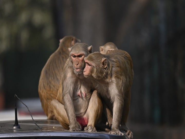 Monkey runs away with Mathura DM glasses viral Video tight security Navneet Singh Chahal Uttar Pradesh Akhilesh Yadav 'Spec-tacular Story': Monkey Runs Away With Mathura DM’s Glasses, Video Goes Viral