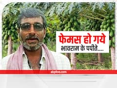 8वीं पास मजदूर को यूट्यूब से मिला खेती का आइडिया, ताइवान का पपीता उगाकर कमाये 1 करोड़ रुपये