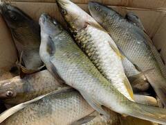 मछली पालन कर ऐसे करोड़पति बना भरतपुर का किसान, बताया कैसे हो रहा करोड़ों का मुनाफा