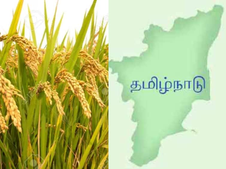 Tamil Nadu : paddy and paddy production increased in 2021-2022 compared to 2020-2021 நெல் உற்பத்தியில் 20 ஆண்டுகளில் முன் எப்போதும் இல்லாத சாதனை படைத்த தமிழகம்...!