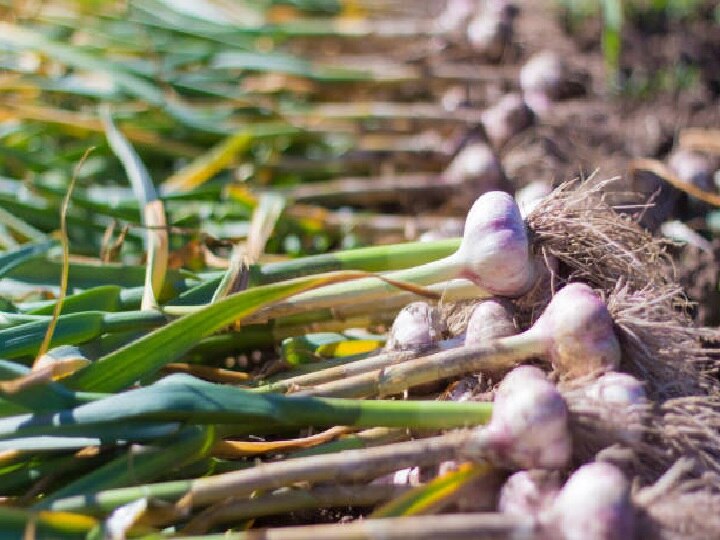 Garlic Farming: ये खेती करके 6 महीने में कमा सकते हैं 10 लाख तक का मुनाफा, इन बातों का रखें खास ख्याल