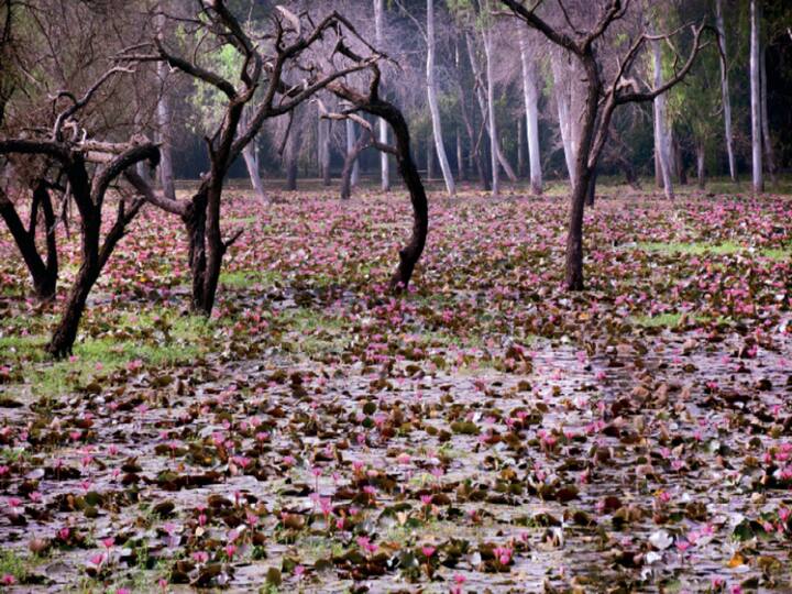 अगर आप भी लोटस वैली का दीदार करना चाहते हैं तो इसके लिए सबसे अच्छा वक्त मार्च से दिसंबर के बीच का है. इंदौर पहुंचने के बाद आप या तो प्राइवेट टैक्सी या फिर राज्य परिवहन के साधनों से इस जगह तक पहुंच सकते हैं.