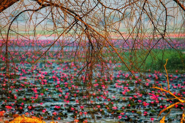 Lotus Valley: भारत अपने पर्यटन स्थलों के लिए दुनियाभर में मशहूर है. देश में ना सिर्फ एक से बढ़कर एक शानदार पर्यटन स्थल हैं बल्कि देसी विदेशी पर्यटक बार-बार यहां आने को मजबूर हो जाते हैं. मध्य प्रदेश (Madhya Pradesh) का भी पर्यटन में एक अलग स्थान है. आज हम मध्य प्रदेश की एक ऐसी जगह के बारे में आपको बताएंगे जिसकी खूबसूरती देखकर कोई भी मुग्ध हो जाए. ये जगह यानि कि लोटस वैली (Lotus Valley) नए जोड़ों के लिए एक खास जगह है. यहां आप ना सिर्फ प्यारी यादें संजो सकते हैं बल्कि एक शानदार ट्रिप का अनुभव कर सकते हैं.