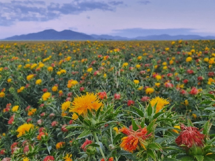 Floriculture: बीज, छिल्का, पत्ती, पंखुड़ियां, दोगुना दाम पर बिकेगी हर चीज, इस खास तरीके से करें कुसुम की खेती