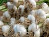 Garlic Farming: ये खेती करके 6 महीने में कमा सकते हैं 10 लाख तक का मुनाफा, इन बातों का रखें खास ख्याल