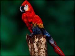 तस्वीर में छिपी महिला को खोज लिया तो कहलाएंगे जीनियस! 10 सेकेंड हैं आपके पास