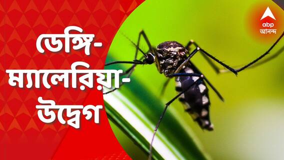 Dengue Panic In Bengal : হু হু করে ডেঙ্গি বাড়ছে এই জেলাগুলিতে, ফিরবে কি সেই আতঙ্কের দিন ?