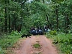 Rare Black Panther Spotted In Madhya Pradesh's Pench Tiger Reserve. Watch Video