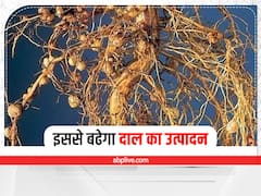 इस साल दलहन की खेती से चमकेगी किसानों की किस्मत, बस बुवाई से पहले जरूर कर लें ये उपाय