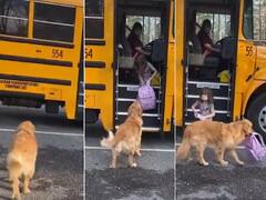 Watch: ਸਕੂਲ ਤੋਂ ਵਾਪਸ ਆਉਣ ਵਾਲੀ ਬੱਚੀ ਦਾ ਇੰਤਜ਼ਾਰ ਕਰਦਾ ਨਜ਼ਰ ਆਇਆ ਕੁੱਤਾ, ਬੱਸ ਤੋਂ ਉਤਰਦੇ ਹੀ ਫੜਿਆ ਬੈਗ, ਵੀਡੀਓ ਹੋਈ ਵਾਇਰਲ