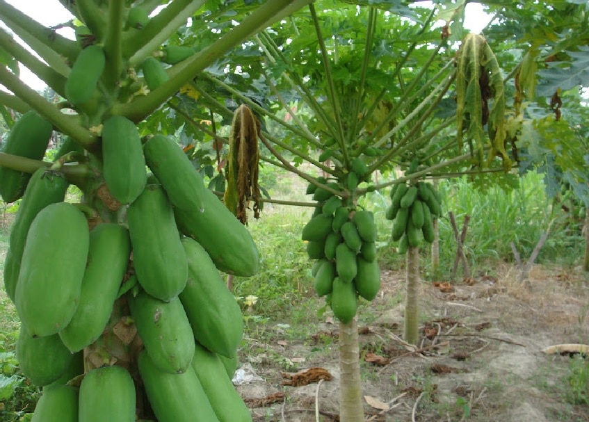 Gujarat Agriculture Scheme: ગુજરાતમાં પપૈયાની ખેતી કરતાં ખેડૂતોને રાજ્ય સરકાર આપે છે આટલી સહાય ? જાણો વિગત