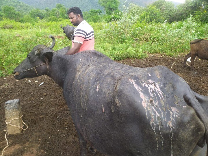 கொடூரமாக மாடுகள் மீது ஆசிட் வீசியவர்கள் கண்டுபிடிப்பு - விசாரணையில் அதிர்ச்சி தகவல்