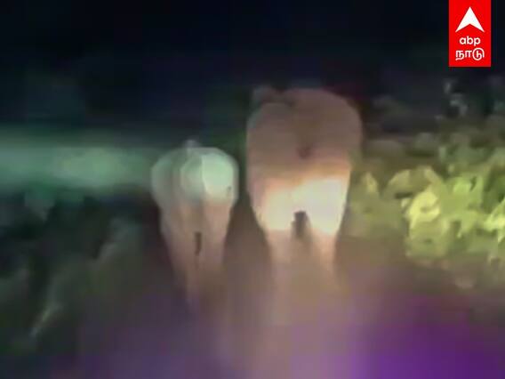 Kodaikanal Elephant Viral Video : குட்டியை காப்பாற்ற ஓடும் தாய் யானை! 