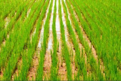less crop cultivation in 34 districts of the country Rain changed the crop cycle Heavy Rain: बारिश ने बदला फसल चक्र, देश के 34 जिलों में इस वजह से कम हुई फसलों की बुवाई
