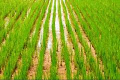 बारिश ने बदला फसल चक्र, देश के 34 जिलों में इस वजह से कम हुई फसलों की बुवाई