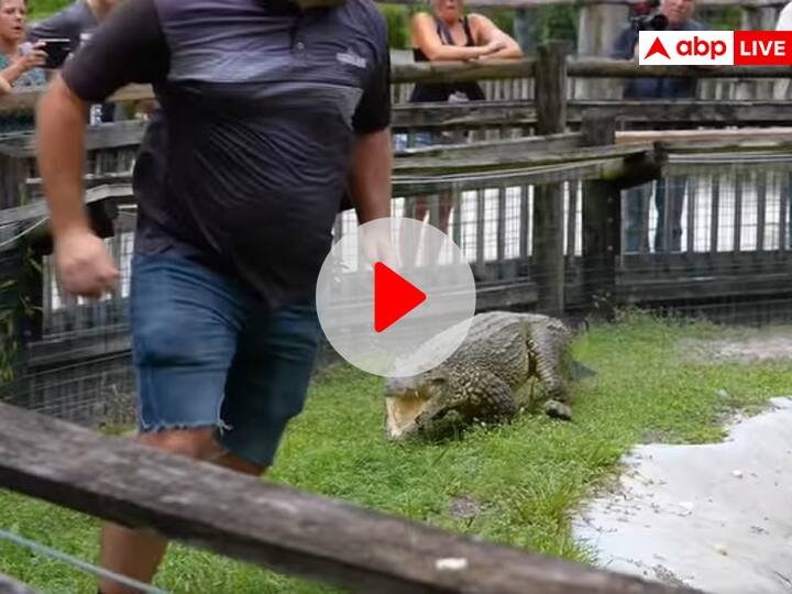 viral video of crocodile running behind man in america Shocking Video: खूंखार मगरमच्छ के बाड़े के अंदर घुस गया शख्स, उसके बाद जो हुआ वो आप खुद देखें