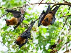 कोरोनानंतर नव्या व्हायरसनं जगाची धाकधूक वाढवली, ना लस प्रभावी, ना औषधं; कसा पसरतो 'खोस्ता-2'?