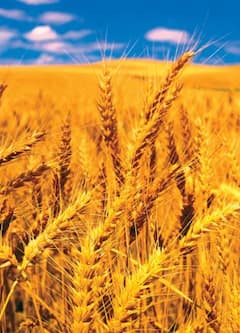 गव्हाच्या किंमतीत चार टक्क्यांची वाढ