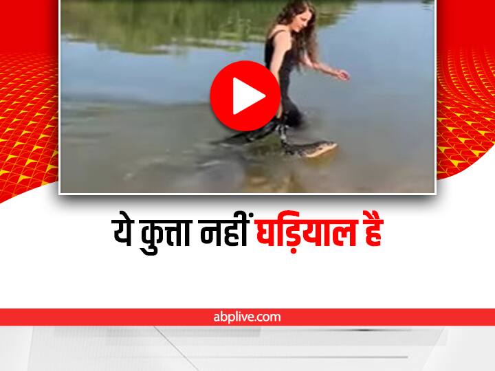 woman tied a strap around the alligators neck and walking in water video viral on social media Shocking: महिला ने घड़ियाल के गले में बांधा पट्टा और पानी में करवाई सैर, वीडियो देख हर कोई हैरान